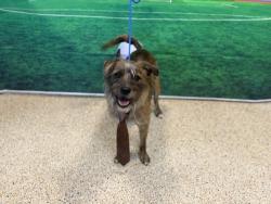 Shelter Stray Male Dog last seen BISCAYNE BLVD, 3599 NW 79th Ave, Doral, FL 33122, USA
