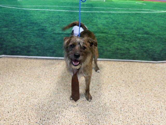 Shelter Stray Male Dog last seen BISCAYNE BLVD, 3599 NW 79th Ave, Doral, FL 33122, USA