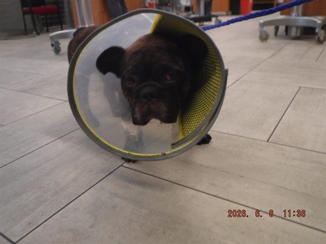 Shelter Stray Male Dog last seen Near BLOCK BISCAYNE BLVD, 3599 NW 79th Ave, Doral, FL 33122, USA