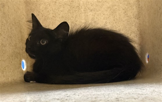 Shelter Stray Unknown Cat last seen LOST SPRING CT, LONGWOOD, Sanford, FL 32773