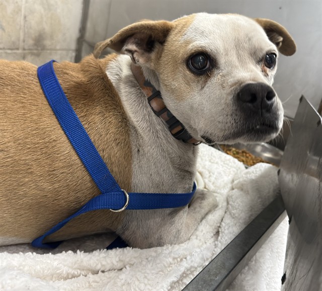 Shelter Stray Female Dog last seen Near BLOCK SPRUCE, 333 Chandler Pl, San Bernardino, CA 92408, USA