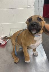 Shelter Stray Male Dog last seen Near BLOCK E HIGHLAND AVE, 333 Chandler Pl, San Bernardino, CA 92408, USA