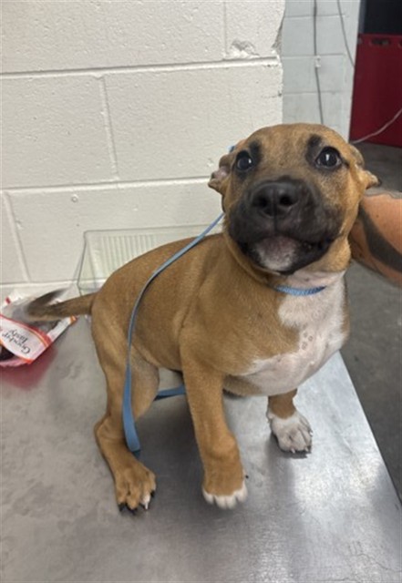 Shelter Stray Male Dog last seen Near BLOCK E HIGHLAND AVE, 333 Chandler Pl, San Bernardino, CA 92408, USA