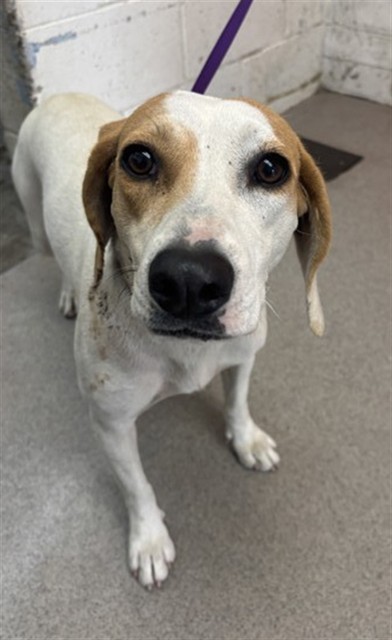 Shelter Stray Female Dog last seen Near BLOCK RUDY OLIVE, 333 Chandler Pl, San Bernardino, CA 92408, USA