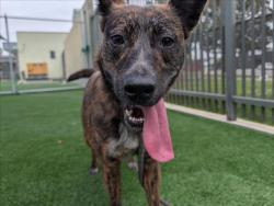 Shelter Stray Female Dog last seen , 3201 Lacy St, Los Angeles, CA 90031, USA