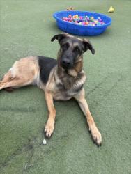 Shelter Stray Female Dog last seen , 11361 W Pico Blvd, Los Angeles, CA 90064, USA