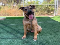 Shelter Stray Male Dog last seen , 3201 Lacy St, Los Angeles, CA 90031, USA