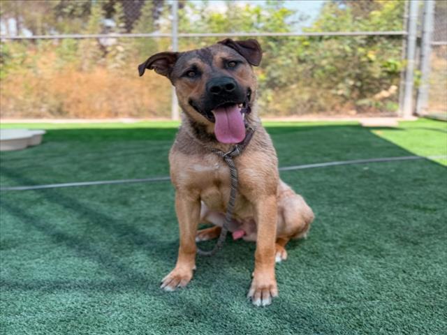 Shelter Stray Male Dog last seen , 3201 Lacy St, Los Angeles, CA 90031, USA