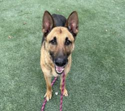 Shelter Stray Female Dog last seen , 3201 Lacy St, Los Angeles, CA 90031, USA