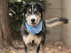 Shelter Stray Male Dog last seen , 957 N Gaffey St, San Pedro, CA 90731, USA