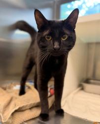 Shelter Stray Male Cat last seen 120TH AND PARK BLVD, 12155 Park Blvd, Brighton, CO 80601, USA