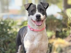 Shelter Stray Male Dog last seen , 957 N Gaffey St, San Pedro, CA 90731, USA