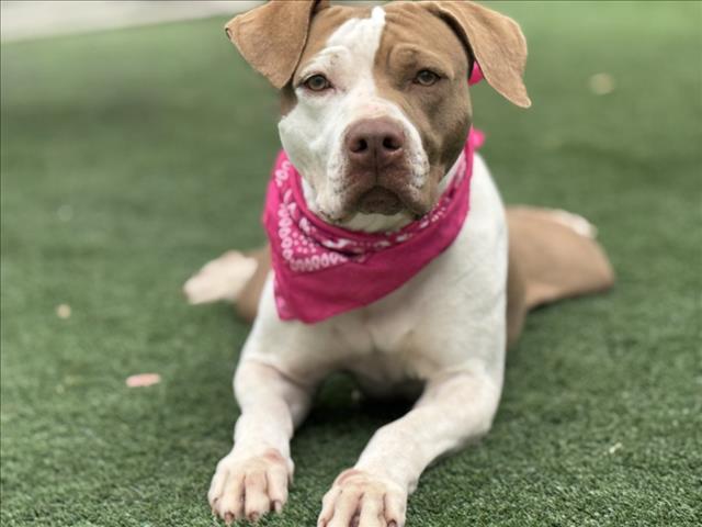 Shelter Stray Female Dog last seen , 957 N Gaffey St, San Pedro, CA 90731, USA