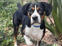 Shelter Stray Male Dog last seen , 957 N Gaffey St, San Pedro, CA 90731, USA