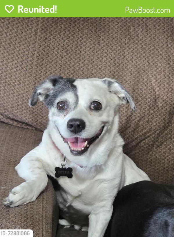 Reunited Female Dog last seen 82nd and Stonewood, Oklahoma City, OK 73135