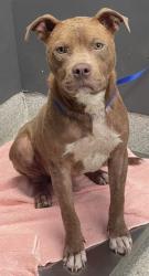 Shelter Stray Male Dog last seen Near BLOCK W THARPE ST, TALLAHASSEE FL 32303, Tallahassee, FL 32311