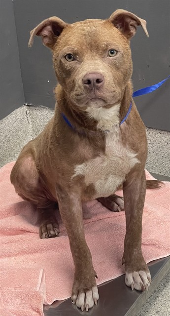 Shelter Stray Male Dog last seen Near BLOCK W THARPE ST, TALLAHASSEE FL 32303, Tallahassee, FL 32311