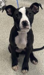 Shelter Stray Female Dog last seen , Tallahassee, FL 32311
