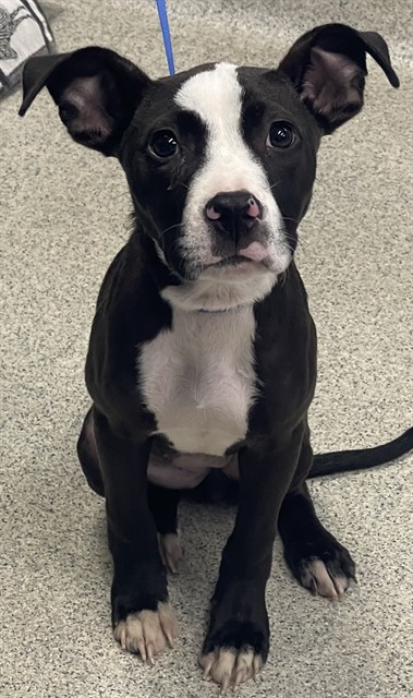 Shelter Stray Female Dog last seen , Tallahassee, FL 32311