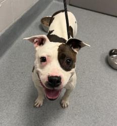 Shelter Stray Female Dog last seen Near , 2600 S Harding St, Indianapolis, IN 46221, USA