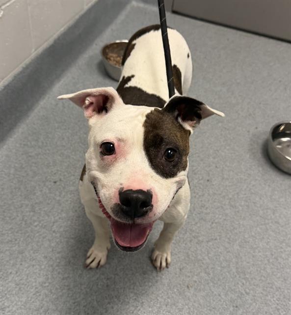 Shelter Stray Female Dog last seen Near , 2600 S Harding St, Indianapolis, IN 46221, USA