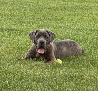 Shelter Stray Female Dog last seen Near , 2600 S Harding St, Indianapolis, IN 46221, USA