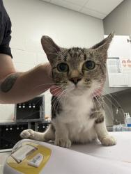Shelter Stray Female Cat last seen Near , Indianapolis, IN 46221