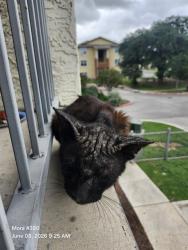 Shelter Stray Unknown Cat last seen Near BLOCK S ZARZAMORA, 4710 TX-151, San Antonio, TX 78227, USA