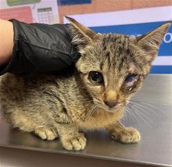 Shelter Stray Female Cat last seen Near BLOCK HUMANE LN, Columbia, SC 29209