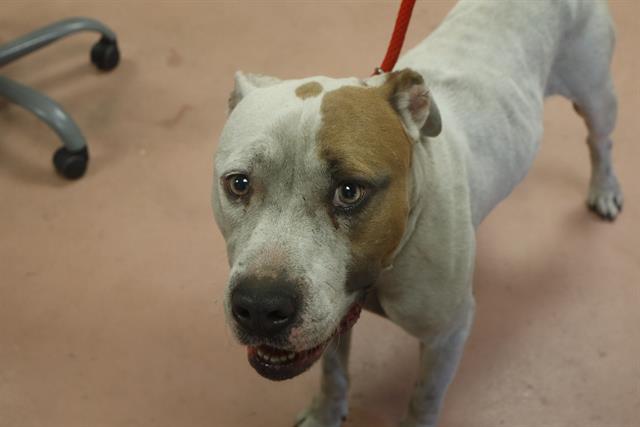 Shelter Stray Male Dog last seen Near BLOCK GREENE ST, Columbia, SC 29209
