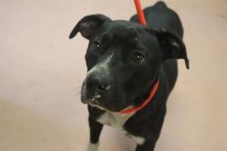 Shelter Stray Female Dog last seen Near BLOCK GREENE ST, Columbia, SC 29209