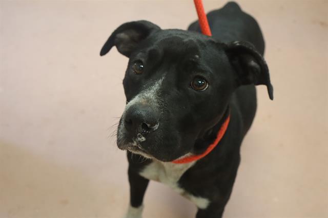Shelter Stray Female Dog last seen Near BLOCK GREENE ST, Columbia, SC 29209