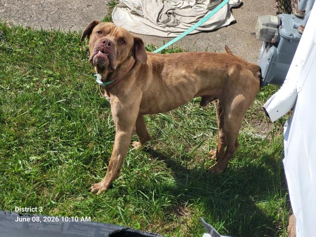 Shelter Stray Male Dog last seen Near BLOCK HARNED ST, DETROIT, MI 48234, 7401 Chrysler Dr, Detroit, MI 48211, USA