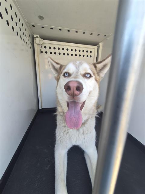 Shelter Stray Male Dog last seen Near BLK BEECHWOOD ST, BAKERSFIELD CA, 201 S Mt Vernon Ave, Bakersfield, CA 93307, USA
