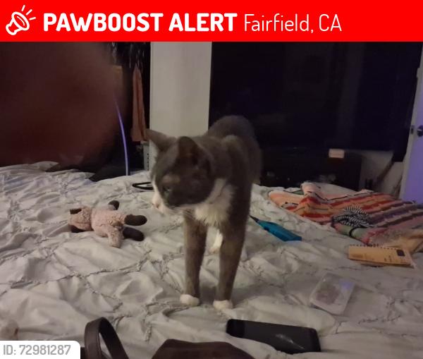 Lost Male Cat last seen Etabor, Fairfield, CA 94533