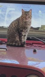 Lost Male Cat last seen Sabre springs parkway, San Diego, CA 92128