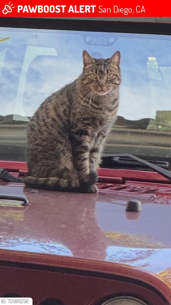 Lost Male Cat last seen Sabre springs parkway, San Diego, CA 92128