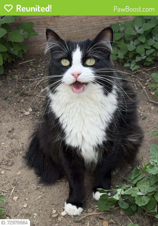 Reunited Female Cat last seen Elliot St & Federal , Denver, CO 80211