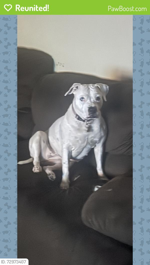 Reunited Female Dog last seen Wawa and dollar general on mercury, Hampton, VA 23669