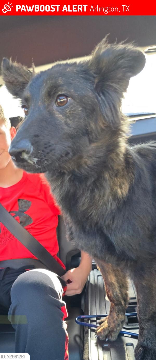 Lost Female Dog last seen Perkins Road, Arlington, TX 76016