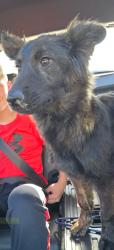 Lost Female Dog last seen Perkins Road, Arlington, TX 76016