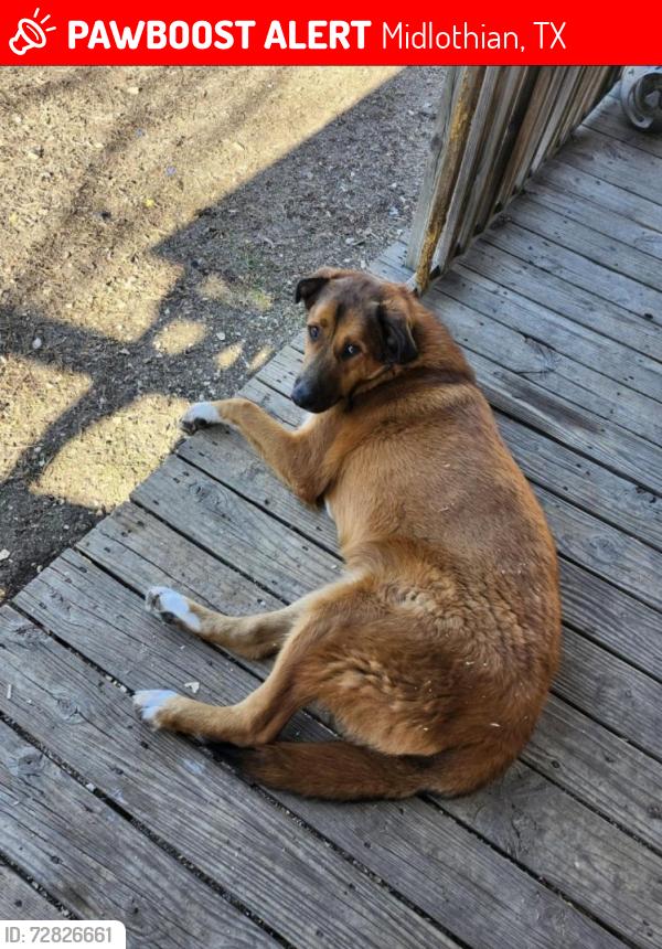 Lost Male Dog last seen Near Prarieside trail , Midlothian, TX 76065
