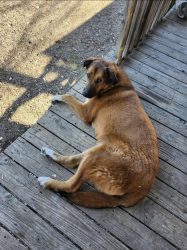 Lost Male Dog last seen Near Prarieside trail , Midlothian, TX 76065