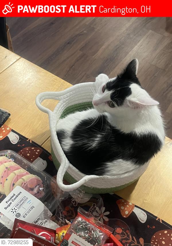 Lost Female Cat last seen Heimlich Park over the tracks away from town, Cardington, OH 43315