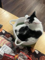 Lost Female Cat last seen Heimlich Park over the tracks away from town, Cardington, OH 43315