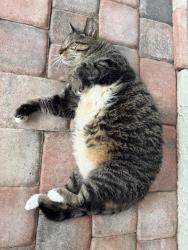 Lost Male Cat last seen Near and Moss Road, Winter Springs, FL 32708