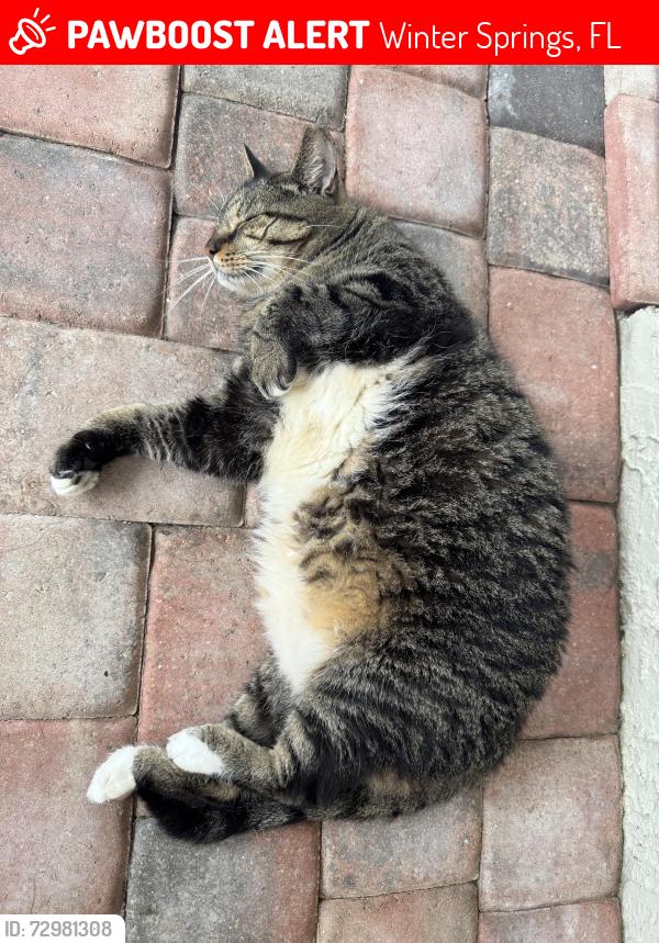 Lost Male Cat last seen Near and Moss Road, Winter Springs, FL 32708