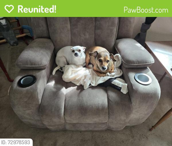 Reunited Female Dog last seen Leslie Rd., Richland, WA 99352