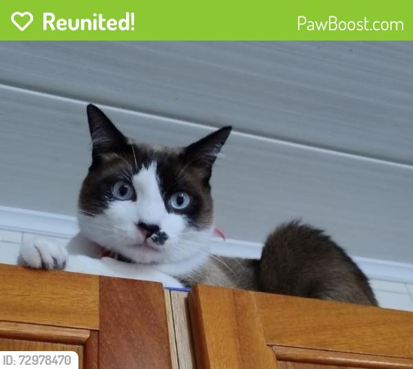Reunited Male Cat last seen Rua dempachi nakayama , Jardim Esperanca, SP 06413-010