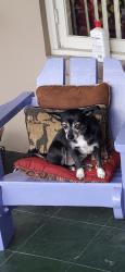 Lost Female Dog last seen Us1 Kanner, Stuart, FL 34994